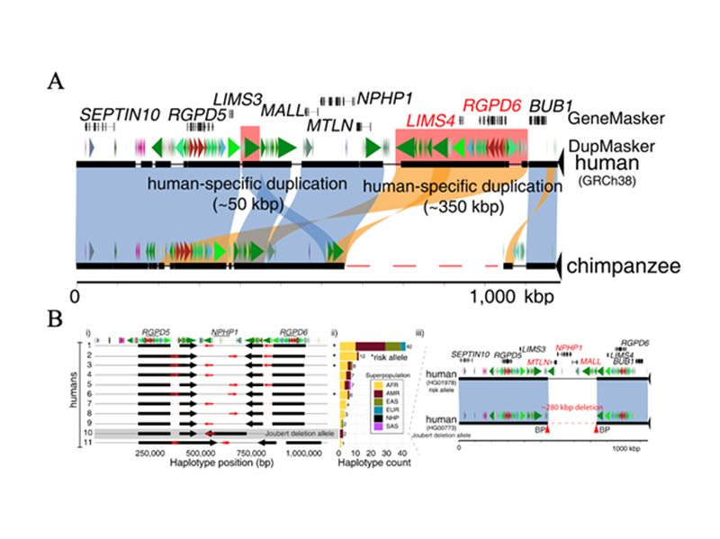 乐鱼kb体育毛亚飞团队合作解析灵长类基因组复杂结构区域